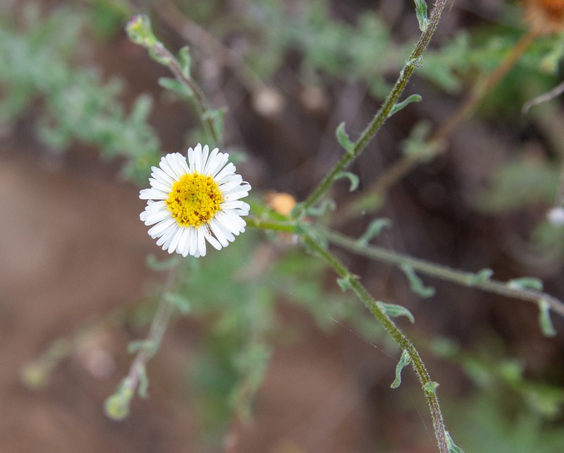 Erigeron fasciculatus photo 7