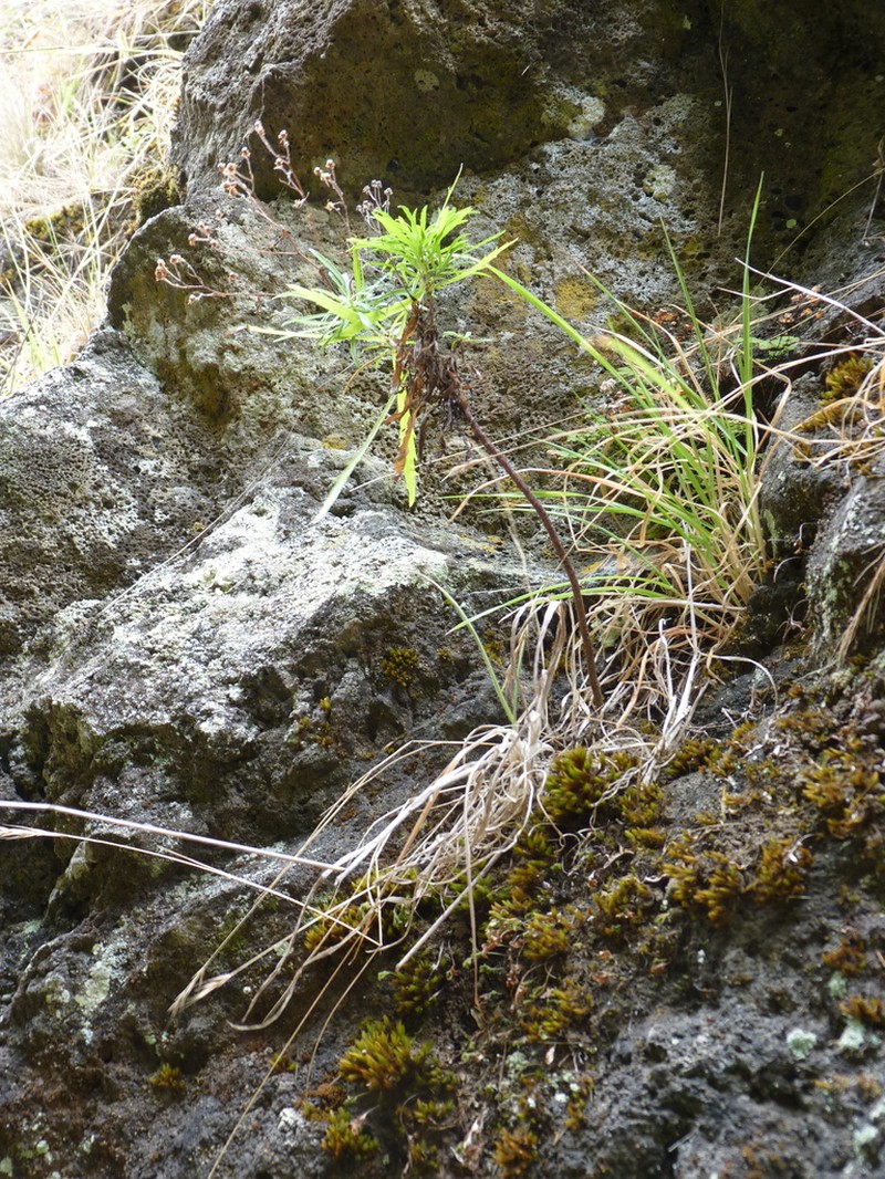 Erigeron fernandezianus