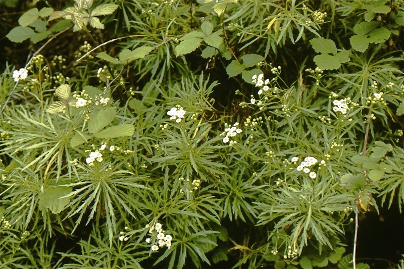 Erigeron fernandezianus photo 8
