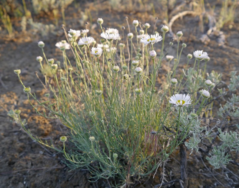 Threadleaf Fleabane