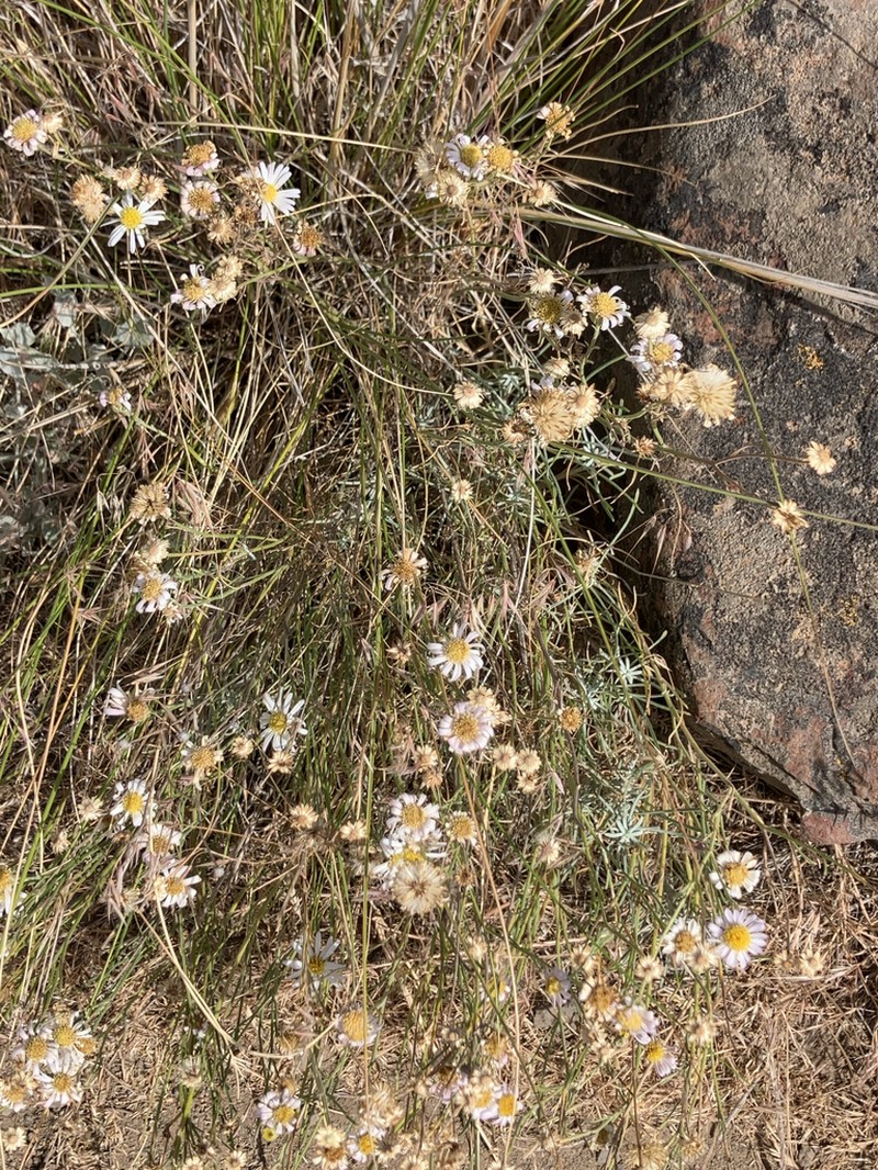 Threadleaf Fleabane