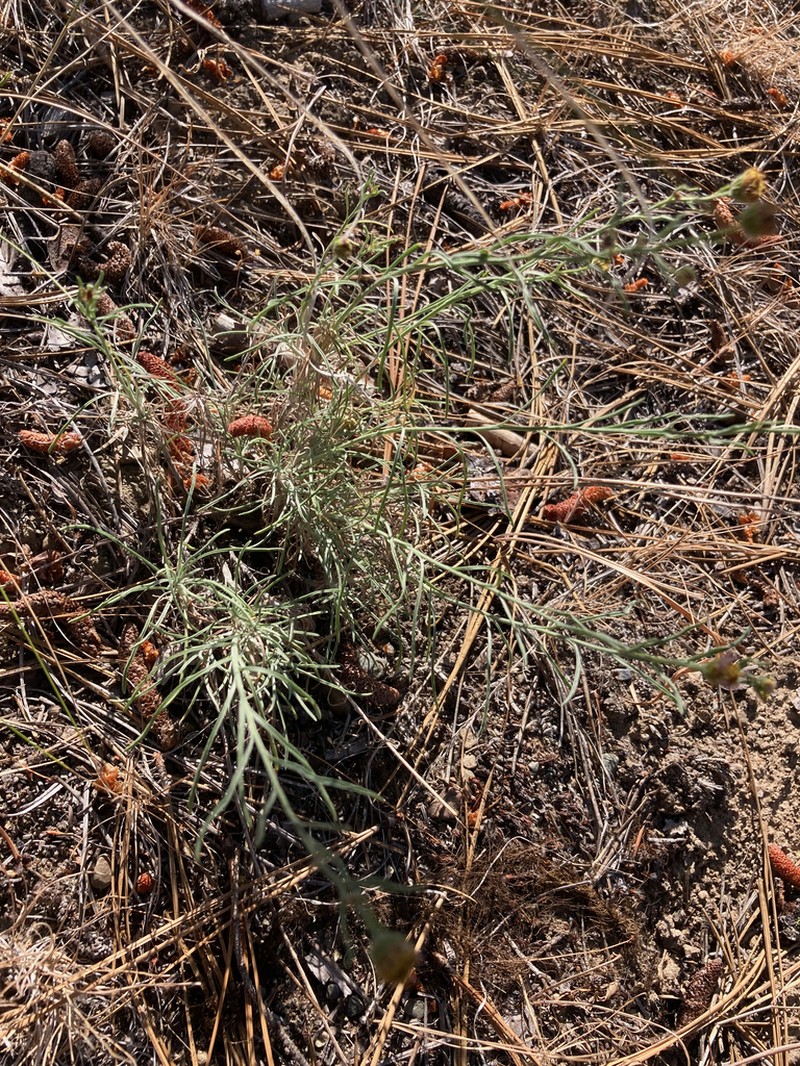 Threadleaf Fleabane photo 3