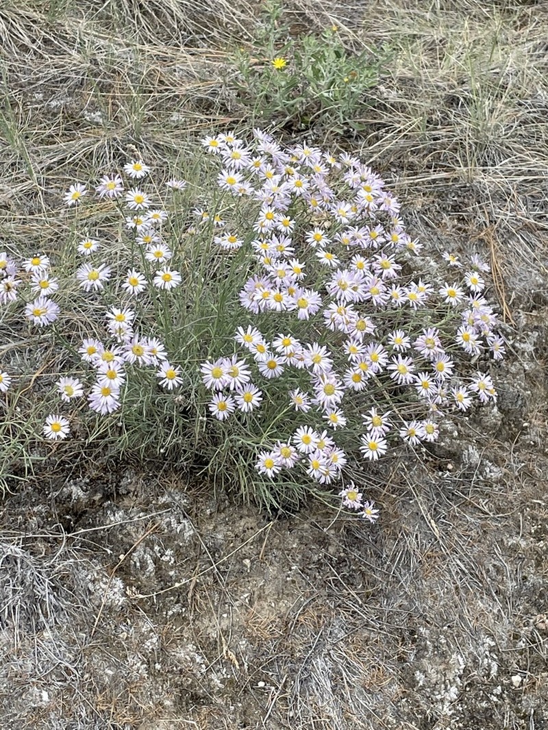 Threadleaf Fleabane photo 4