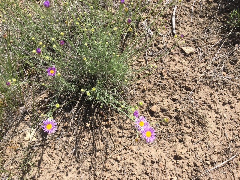 Threadleaf Fleabane photo 5
