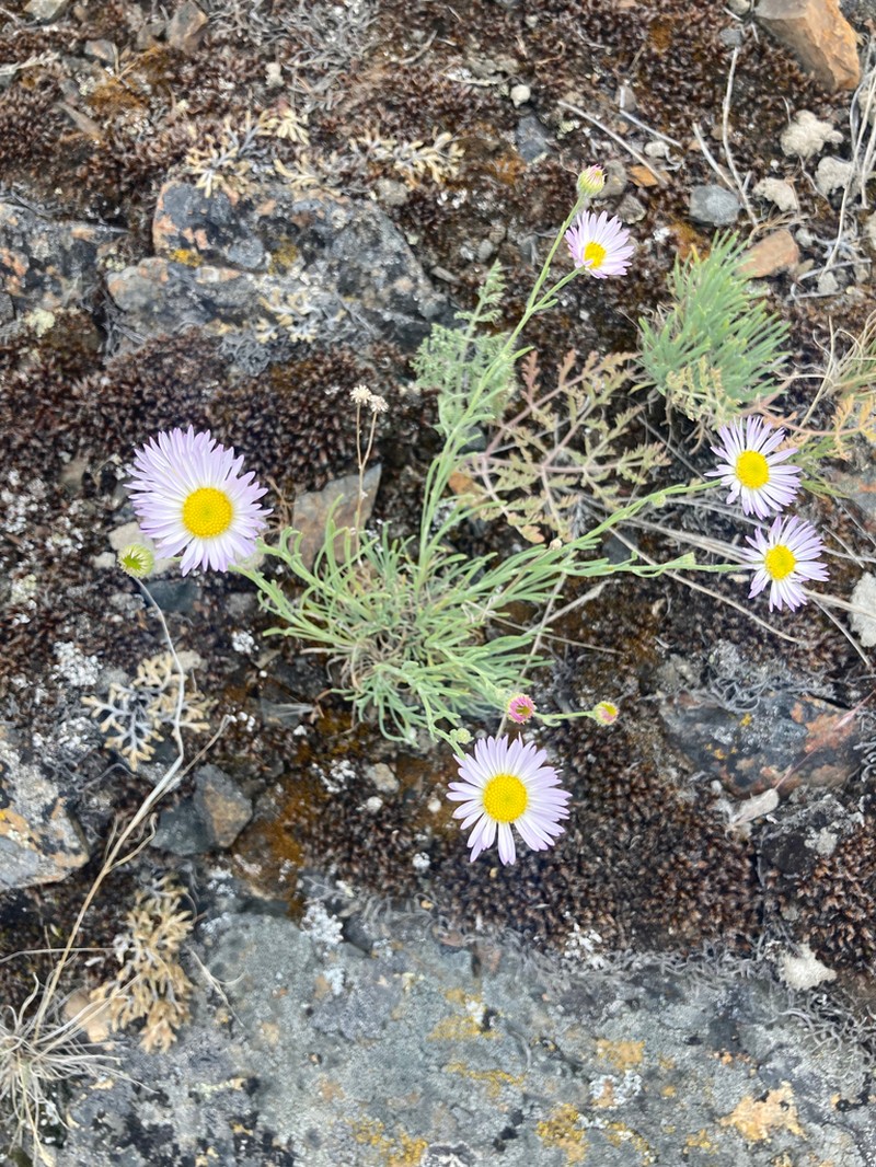 Threadleaf Fleabane photo 6