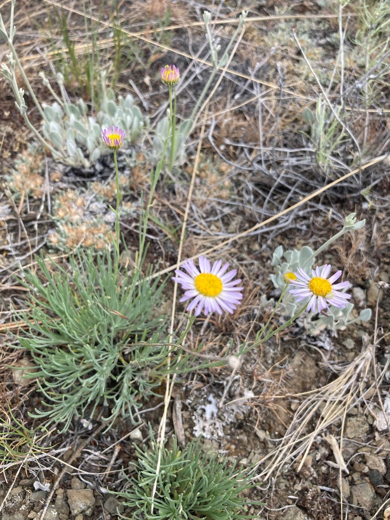 Threadleaf Fleabane photo 7