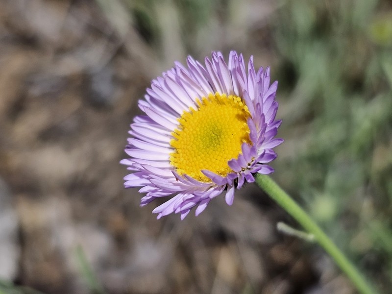Threadleaf Fleabane photo 8