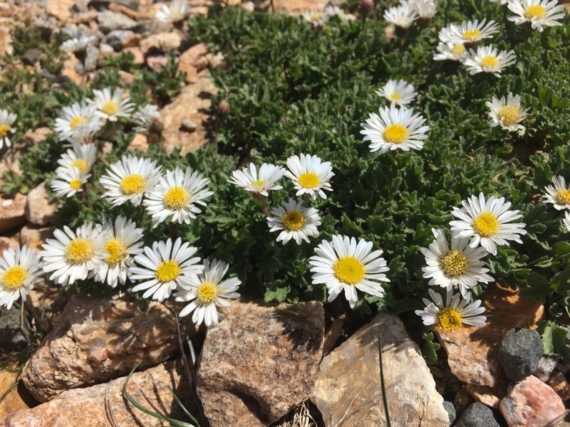 Fanleaf Fleabane