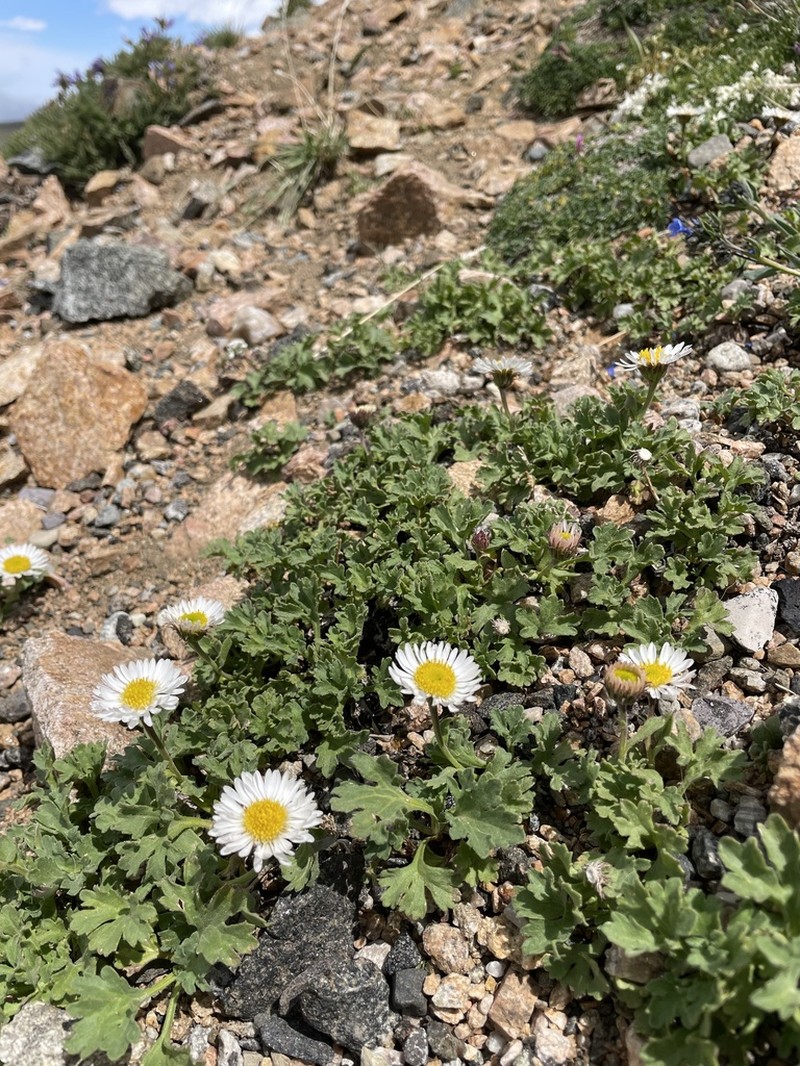Fanleaf Fleabane photo 2