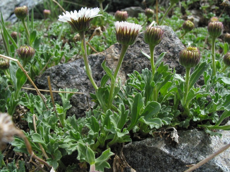 Fanleaf Fleabane photo 3