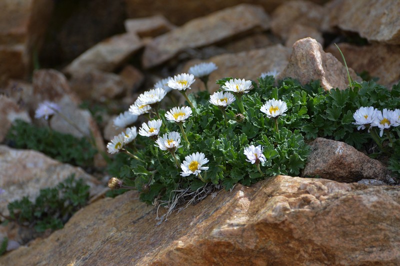 Fanleaf Fleabane photo 4