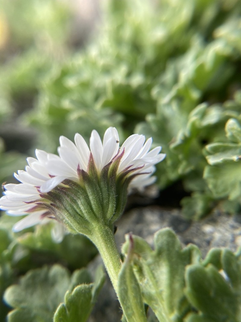 Fanleaf Fleabane photo 5
