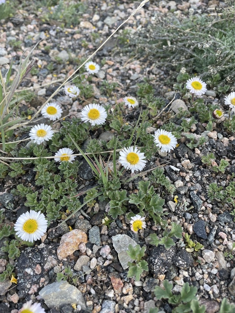 Fanleaf Fleabane photo 6