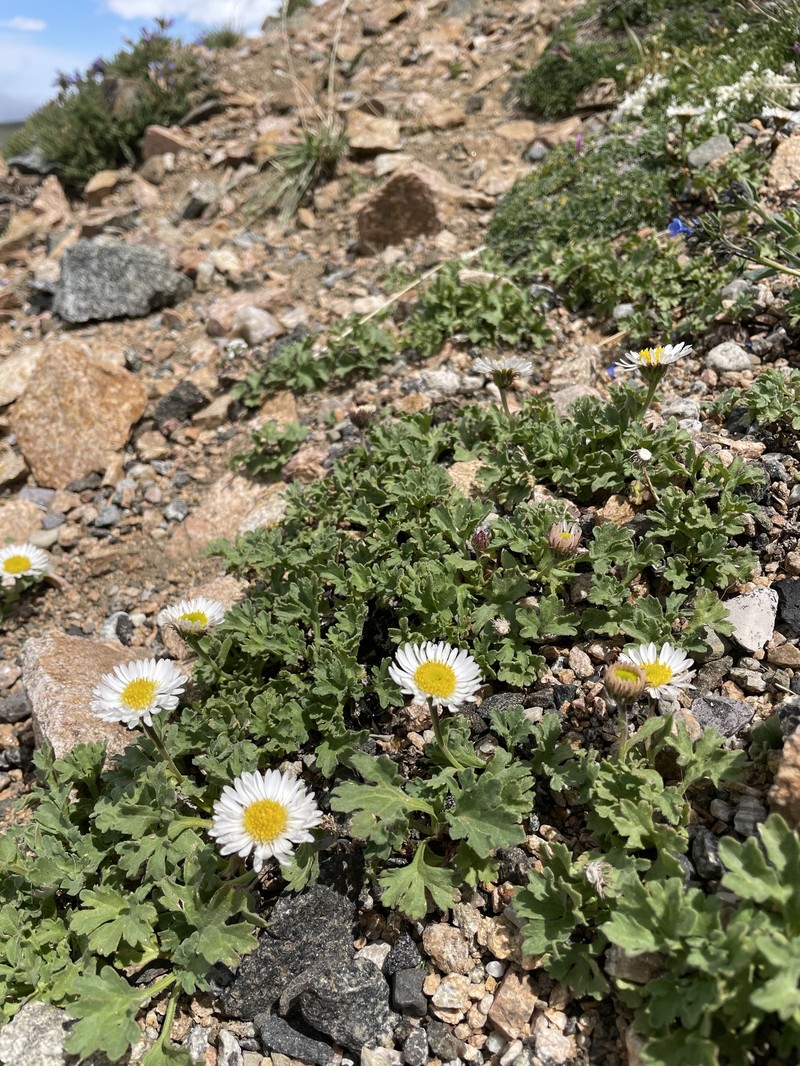 Fanleaf Fleabane photo 7