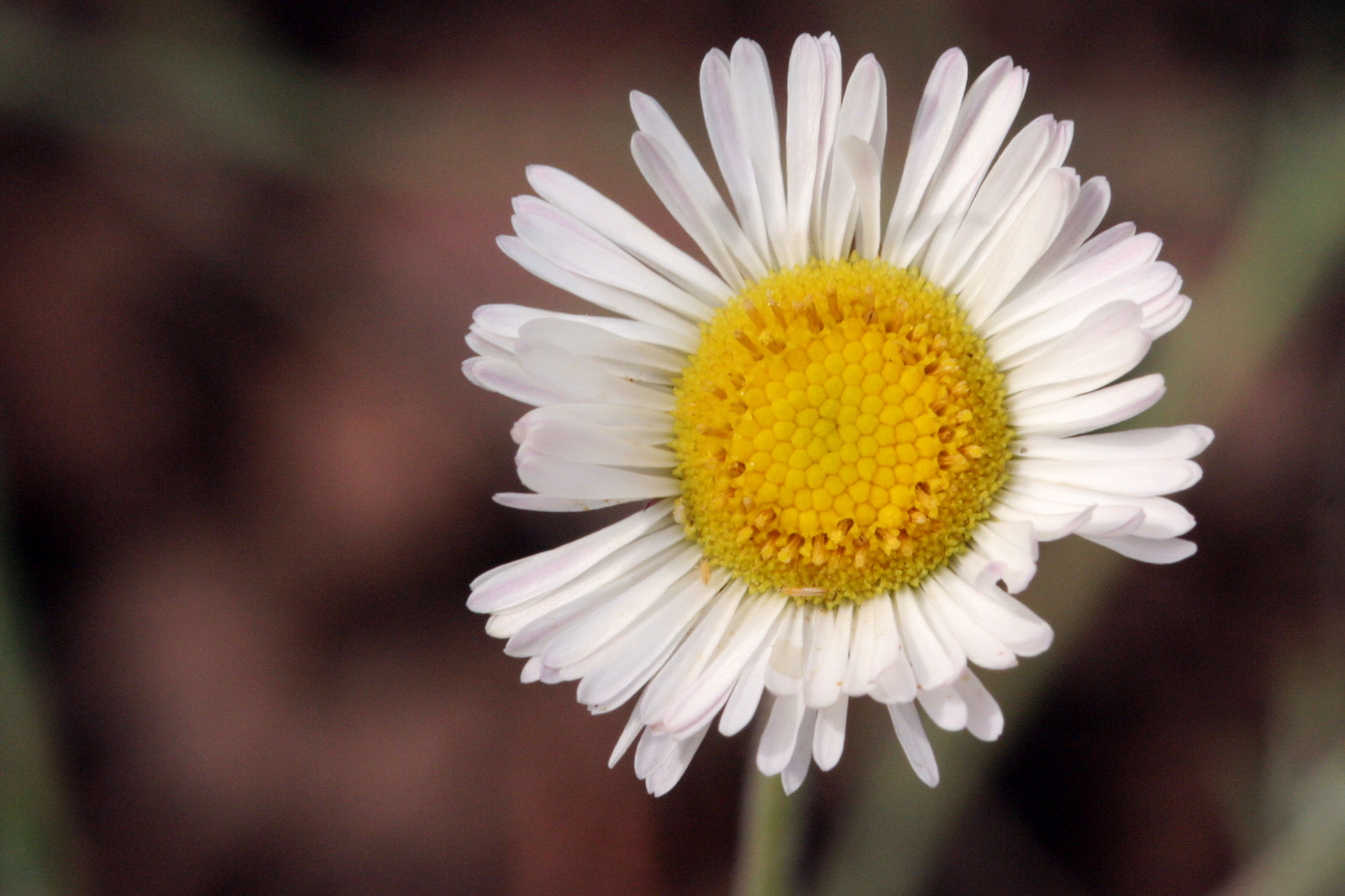 Trailing Fleabane
