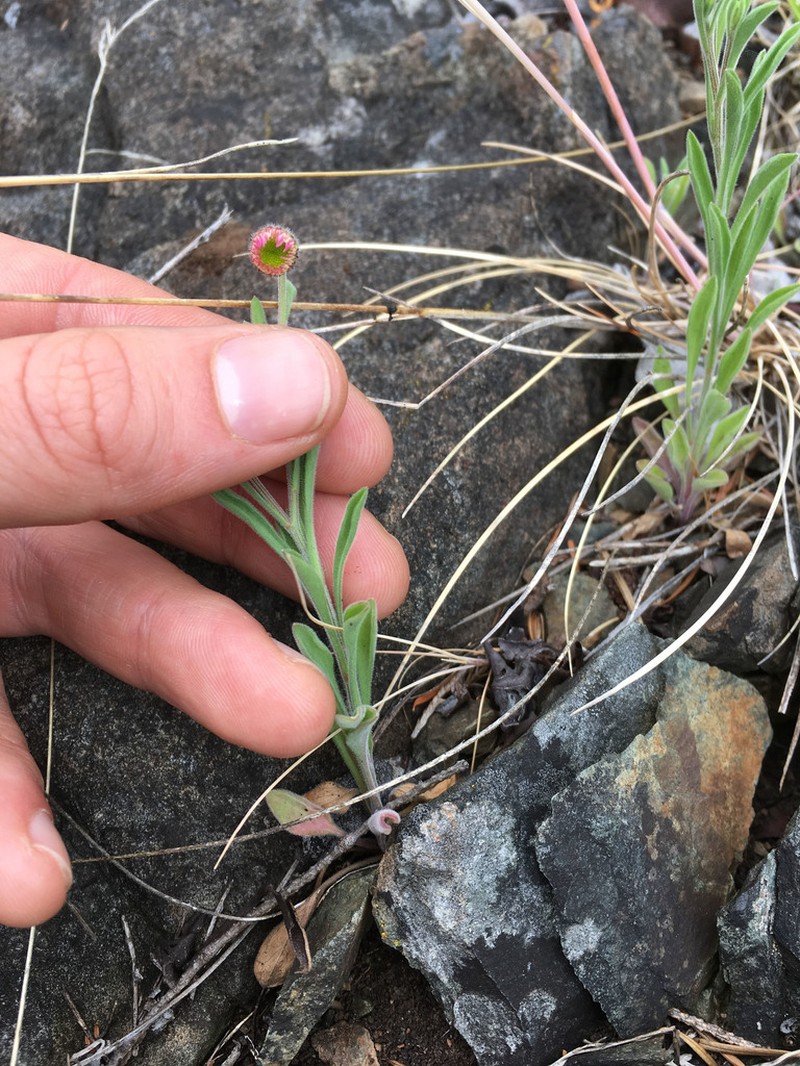Trailing Fleabane