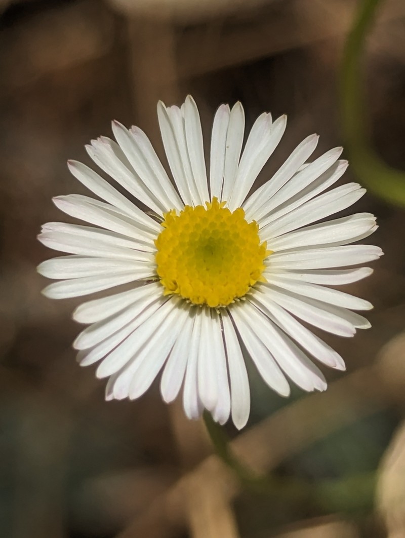 Trailing Fleabane photo 2