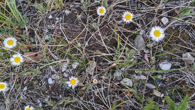Trailing Fleabane photo 3