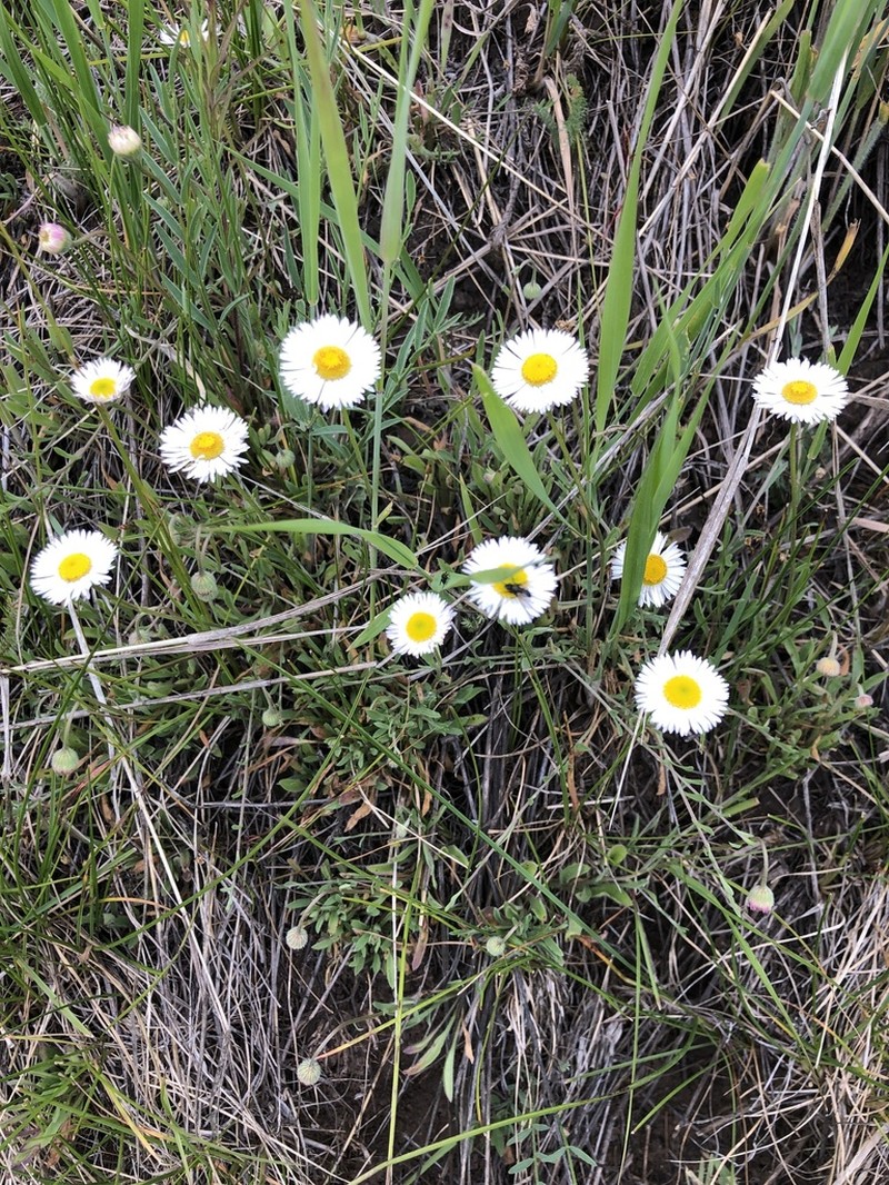 Trailing Fleabane photo 4