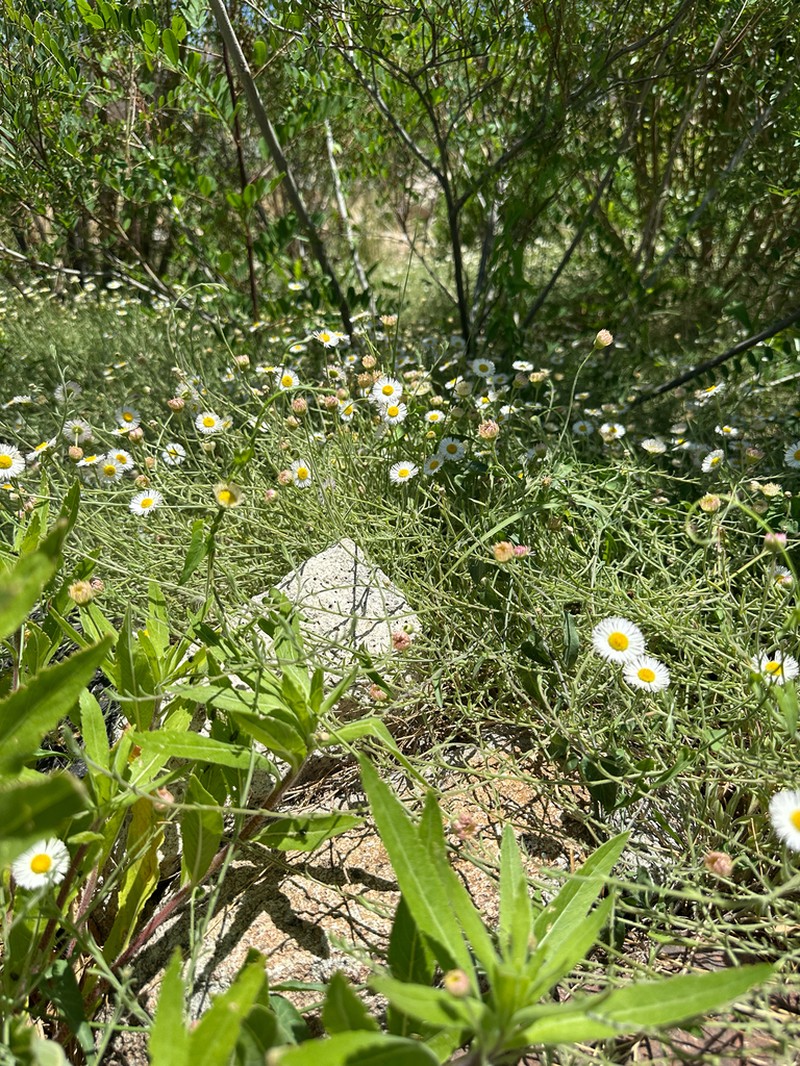 Trailing Fleabane photo 5