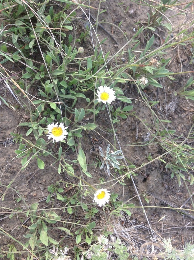 Trailing Fleabane photo 6
