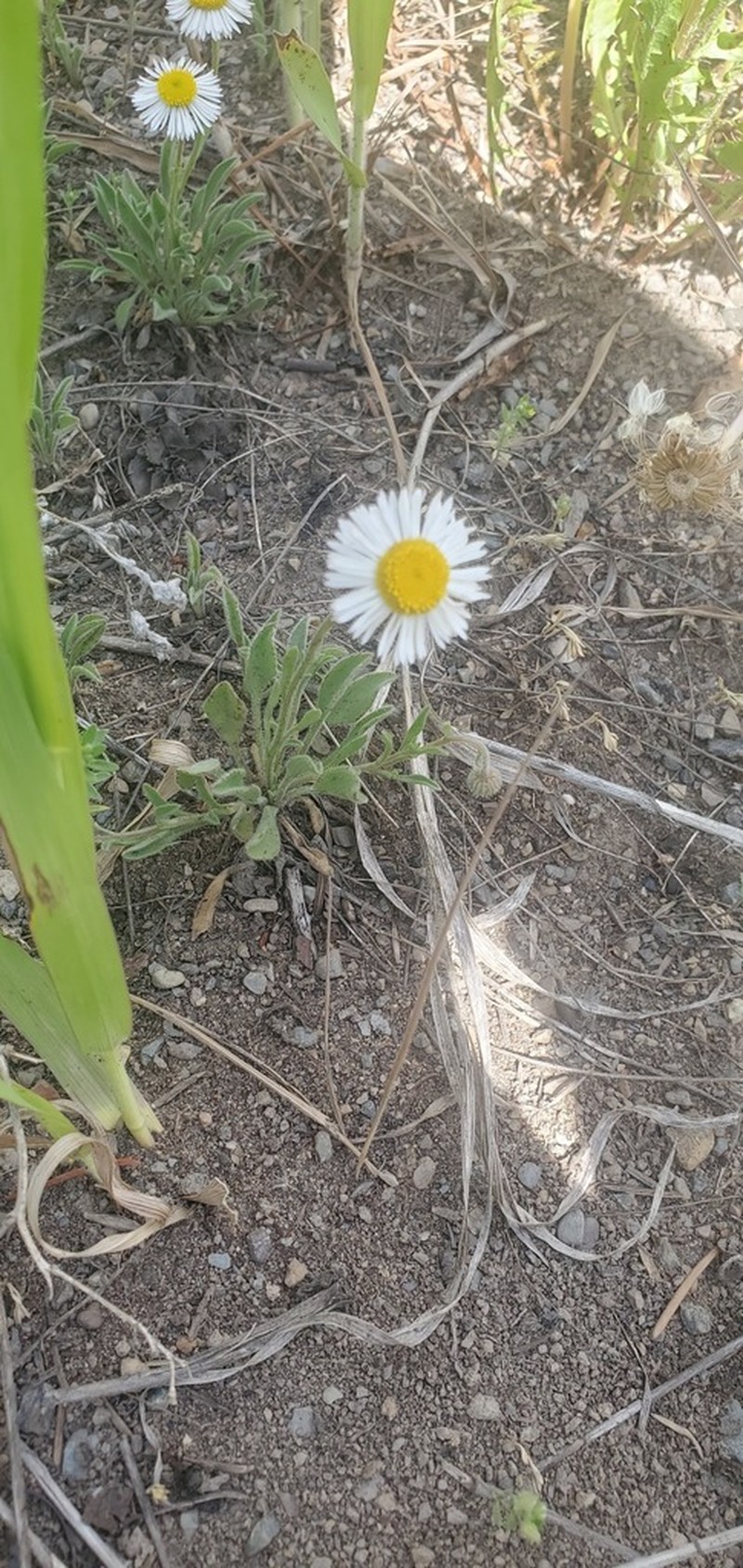 Trailing Fleabane photo 7