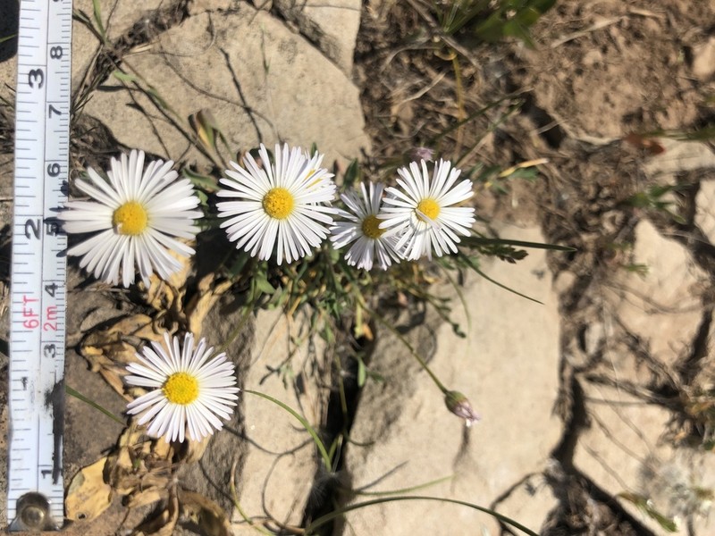 Trailing Fleabane photo 8