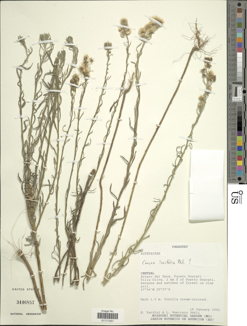 Erigeron flagellifolius