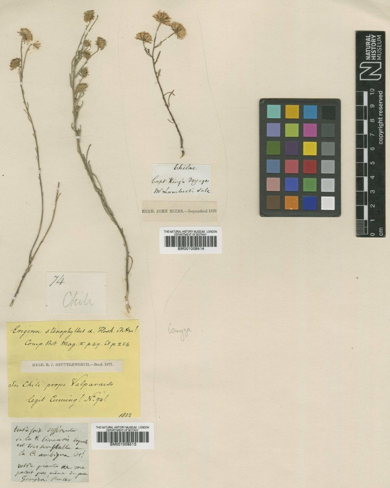 Erigeron flagellifolius photo 3