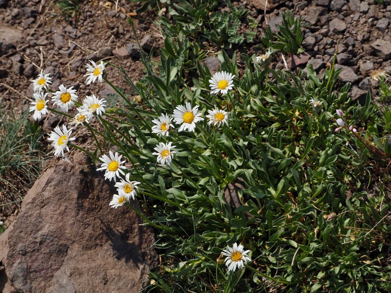 Flett's Fleabane