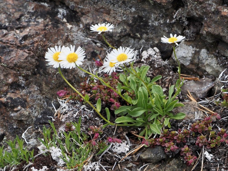 Flett's Fleabane photo 2