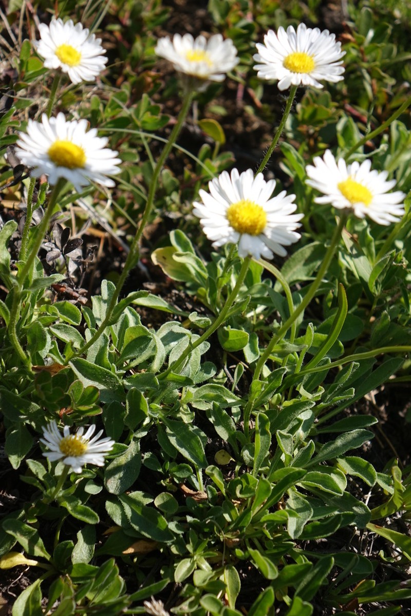 Flett's Fleabane photo 3
