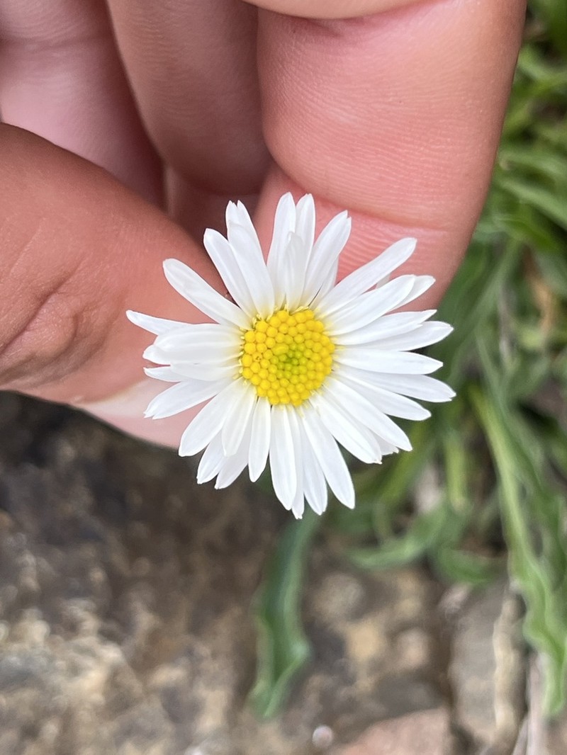 Flett's Fleabane photo 4