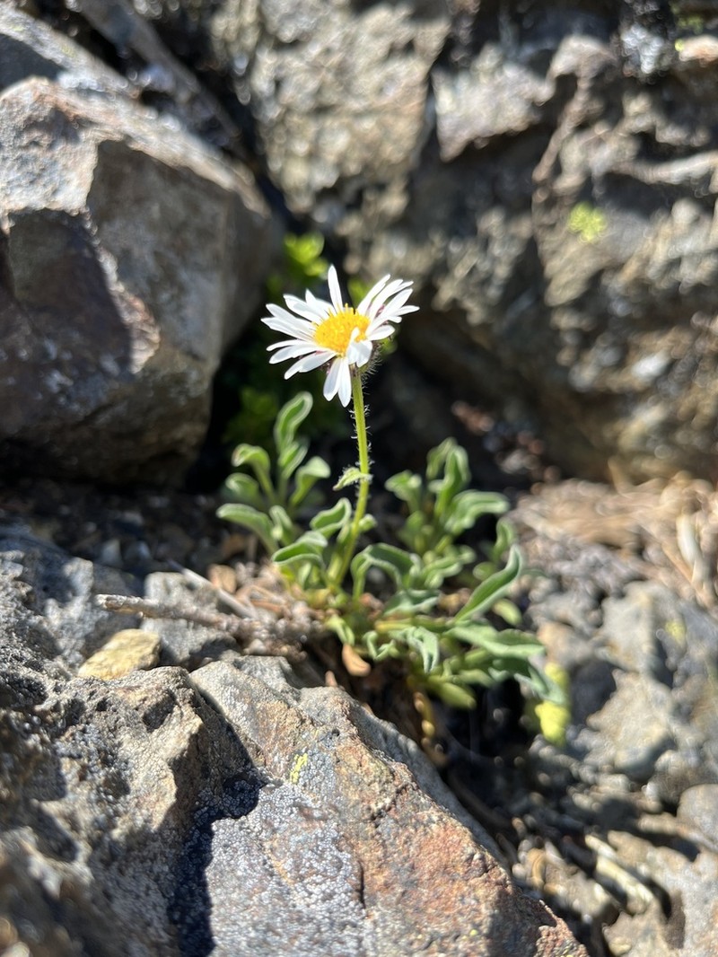 Flett's Fleabane photo 5