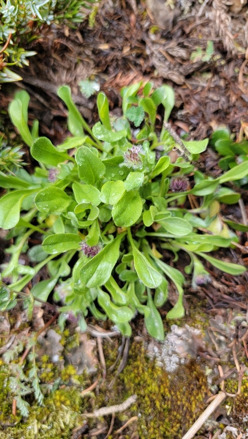 Flett's Fleabane photo 6