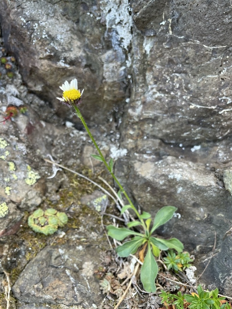 Flett's Fleabane photo 7