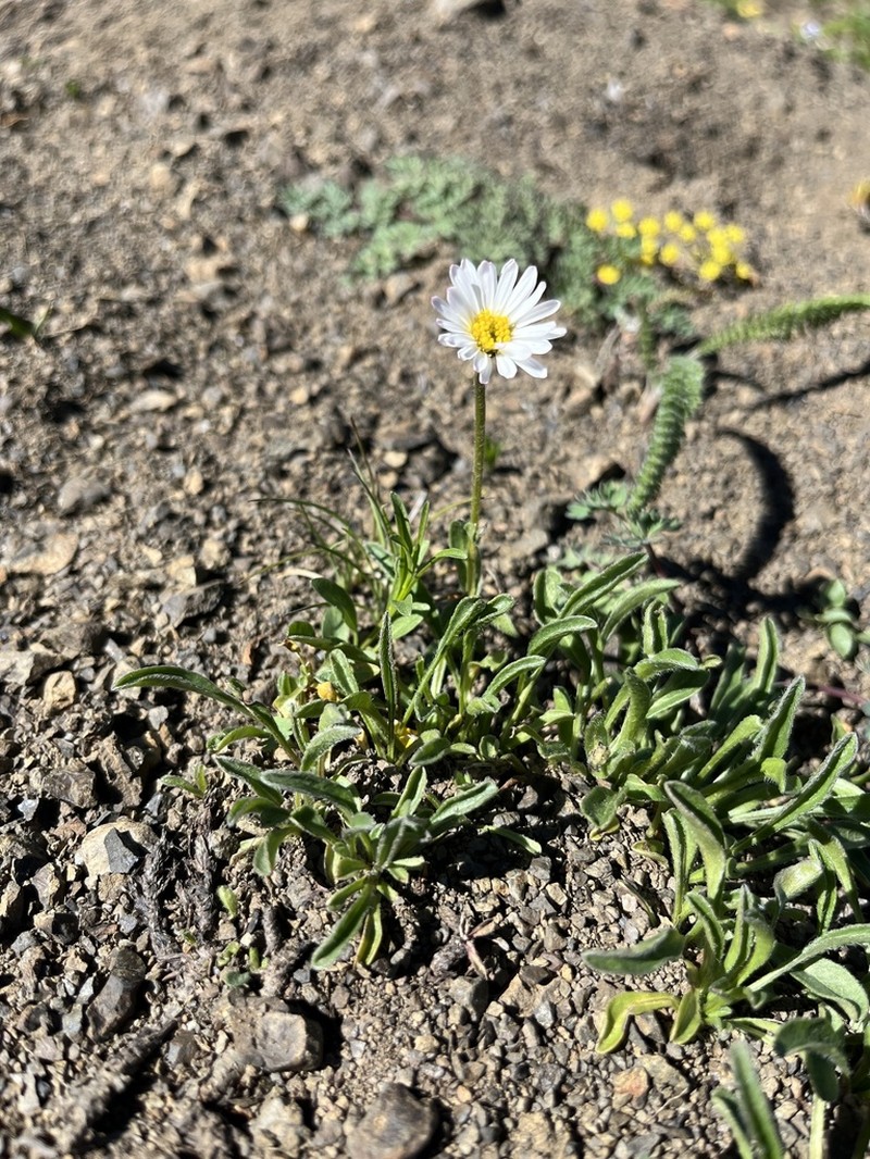 Flett's Fleabane photo 8