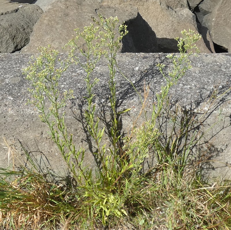 Asthmaweed photo 4