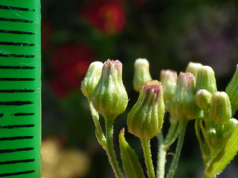 Asthmaweed photo 5