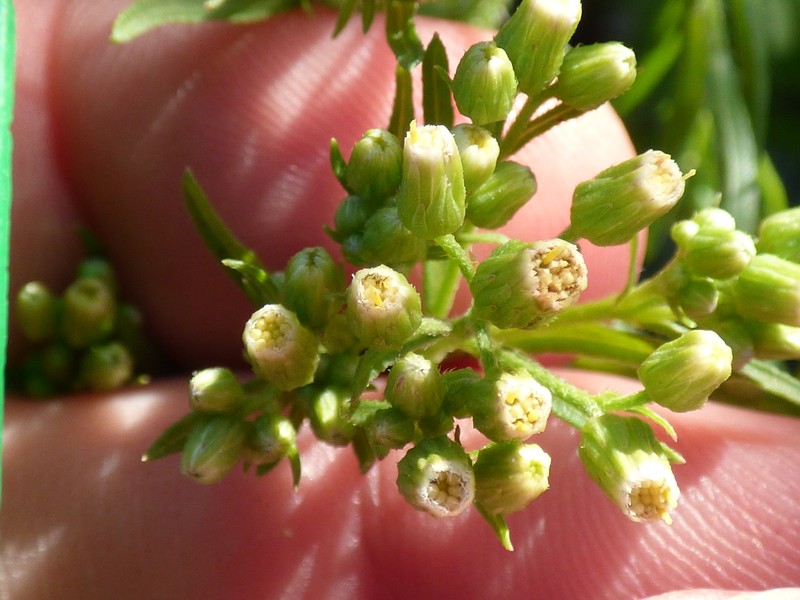 Asthmaweed photo 6