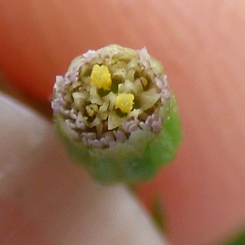 Asthmaweed photo 7