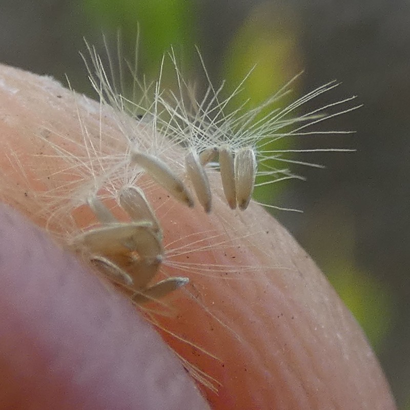 Asthmaweed photo 8
