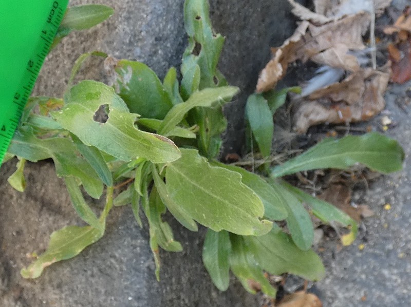 Asthmaweed photo 9