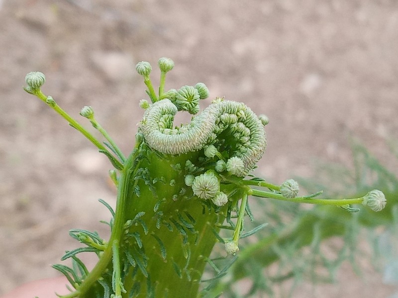 Leafy Fleabane