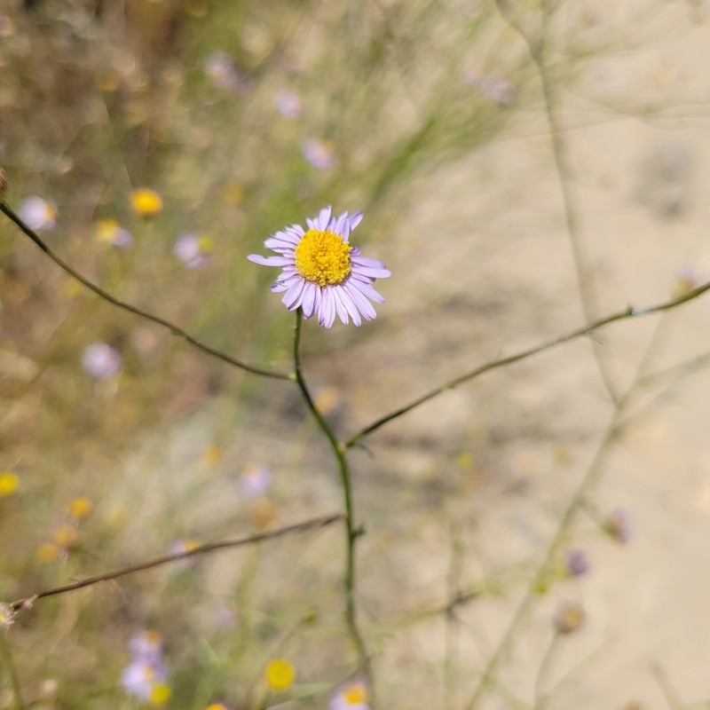 Leafy Fleabane photo 2