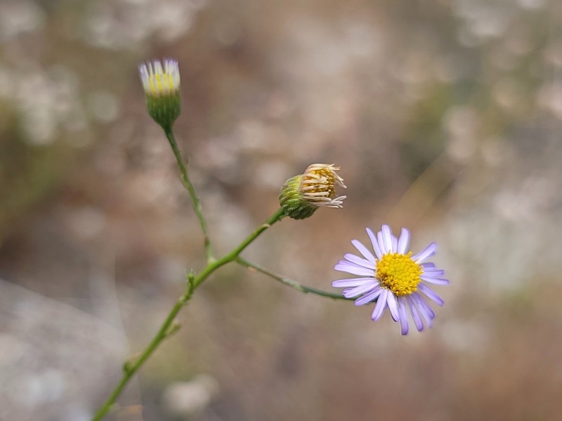 Leafy Fleabane photo 3