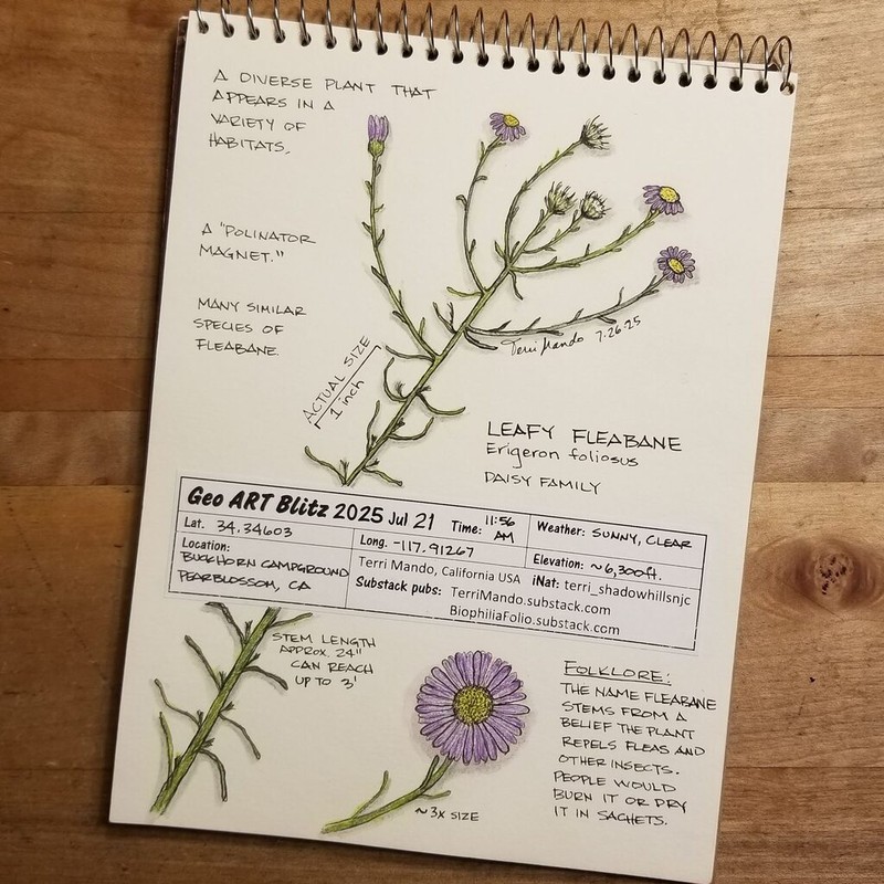 Leafy Fleabane photo 4