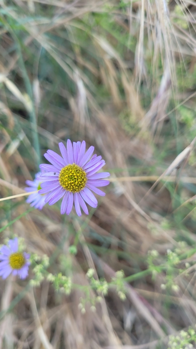 Leafy Fleabane photo 5