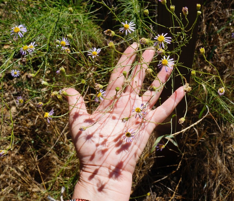 Leafy Fleabane photo 6