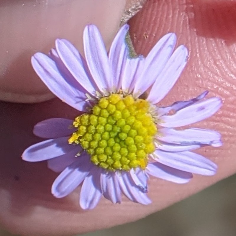 Leafy Fleabane photo 8